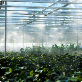 GREENHOUSE ECONOMY